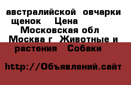 австралийской  овчарки щенок  › Цена ­ 18 000 - Московская обл., Москва г. Животные и растения » Собаки   